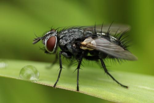 Lydella stabulans